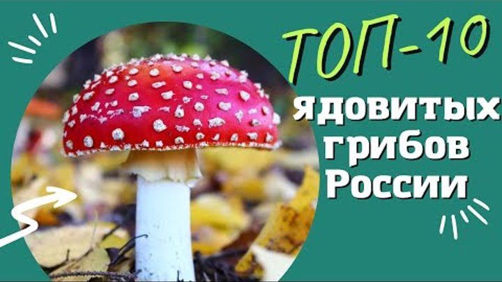 ТОП-10 ядовитых грибов России