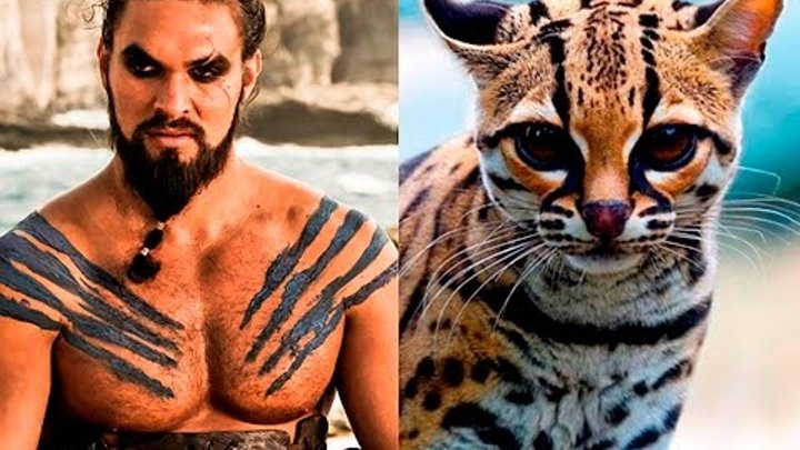 18 Cats Who Are Secretly “Game Of Thrones” Characters