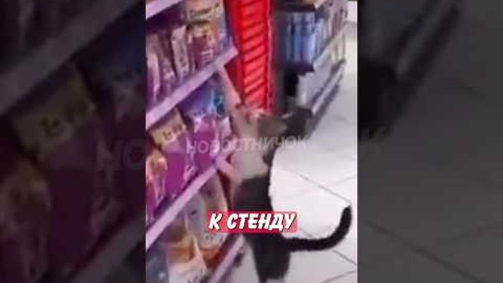 🤣 Хитрый кот научился разводить покупателей магазина на вкусняшки!  ...