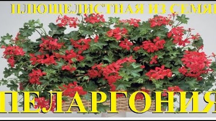 «Карликовый Альберт»
