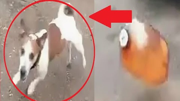 Приказ Собаки Соседа Маленькая ламповая группа для ублажения ваших органов #electronic #witchhouse #trap #vap.. ВКонтакте