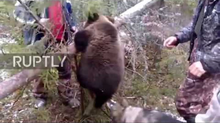 Russia: Friendly Arkhangelsk hunters rescue helpless bear cub