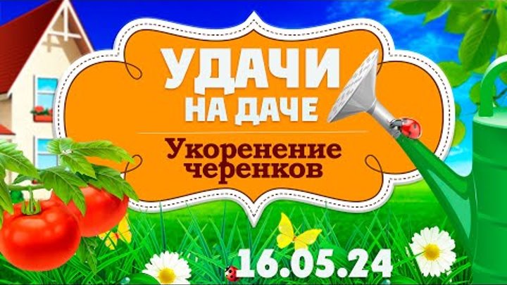 Удачи на даче. Как укоренять черенки?