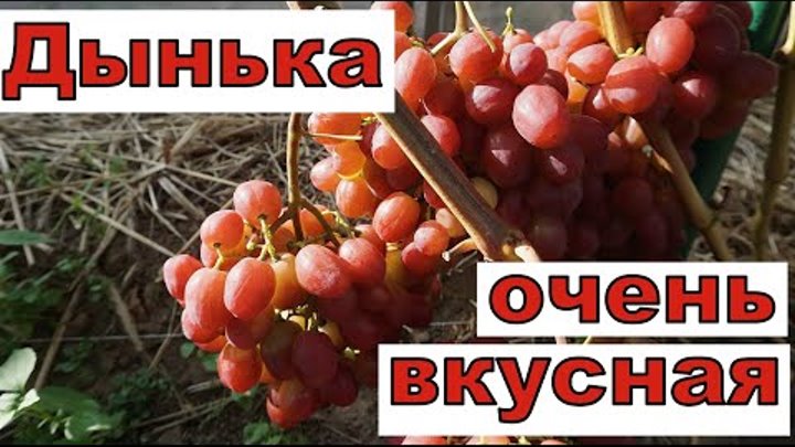 Виноград Беларуси. Яркая , красивая форма с мускатным вкусом.