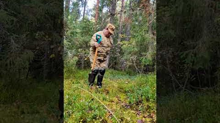 5 октября 2️⃣0️⃣2️⃣3️⃣ года семьёй Мачневых высажены кедры Сибирские ...