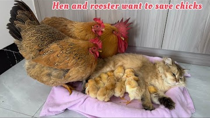 The rooster takes the hen to save the chicks! The kitten was embarrassed. So funny and cute animal🤣