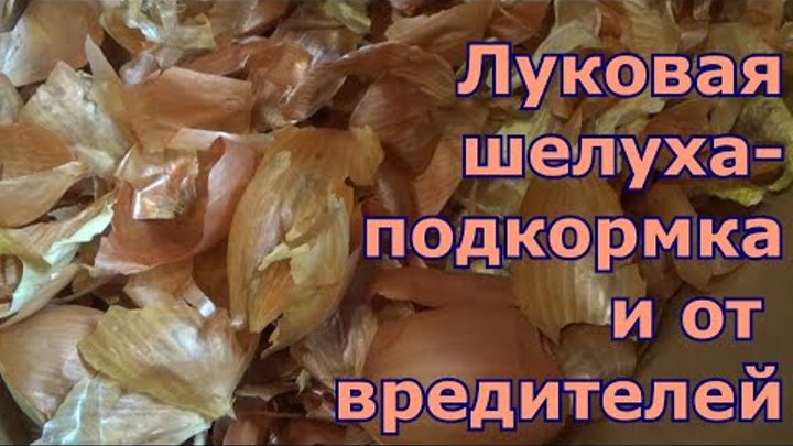 Луковая шелуха - отличное средство для рассады как удобрение и ...