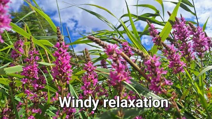 Relaxation by the swaying purple loosestrife or purple grass | Relax ...