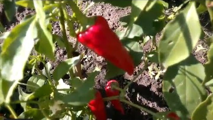 Стручковый перец фото. Сорта острых перцев. Острый перец ютуб. Острый перец красный пигмент. Острый перец ютуб.