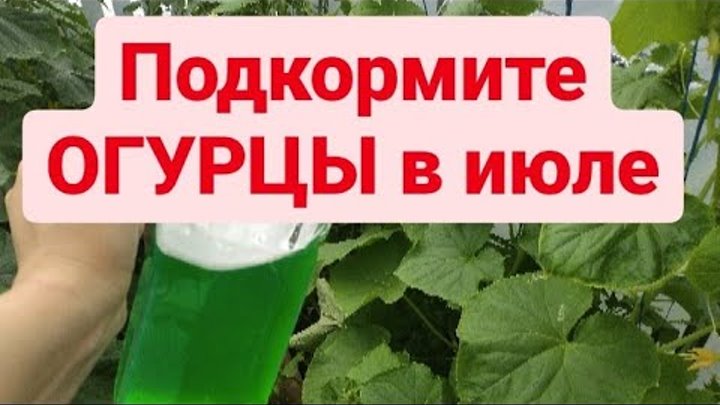 Чем подкормить огурцы в теплице. Подкормить огурцы в теплице в июле. Подкормка огурцов в теплице. Чем сейчас подкормить огурцы в конце июля. Подкормить огурцы в теплице в июле.