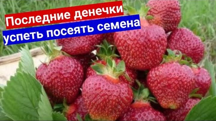 В январе сеем землянику на рассаду. Все от А до Я про посев клубники ...