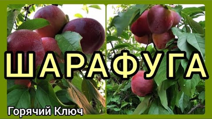 ШАРАФУГА, новый урожай 🍑 Сравнение и отзыв.