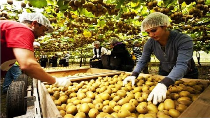 Kiwi Harvest on Noal Farm | New Zealand Kiwi Harvesting Picking and ...