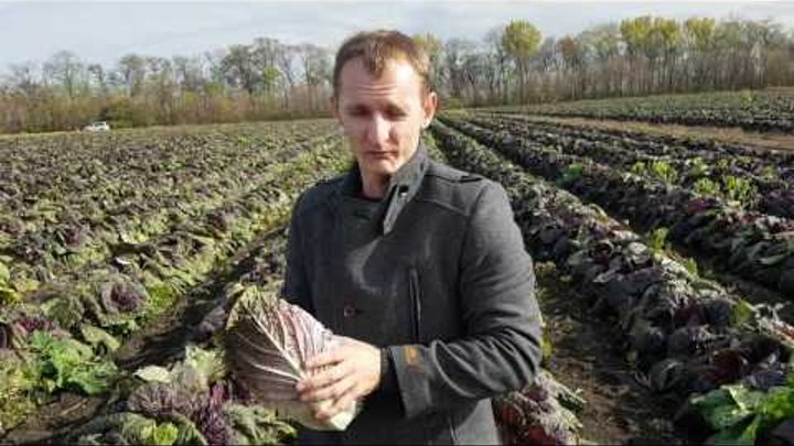 Капуста пекинская KS 888 F1 KITANO SEEDS