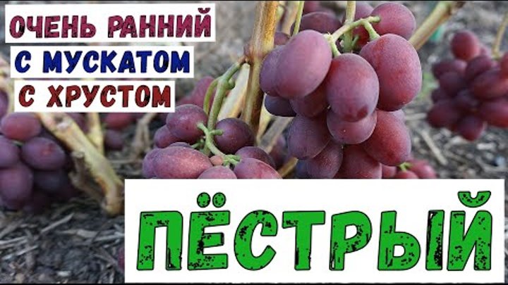 Виноград Беларуси!  Очень ранняя , с хорошим мускатом  , красивая вк ...