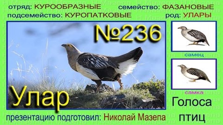 Горная индейка 4 буквы сканворд. Горная индейка 4 буквы сканворд. Саяно-шушенский заповедник птицы. Кавказский улар. Алтайский улар птица.