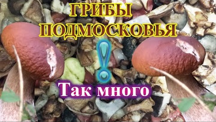 Собираем грибы в дождь. Подмосковные грибники на тихой охоте. Белые  ...