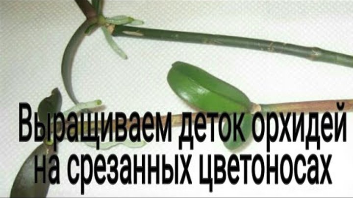 Размножение орхидеи из цветоноса в пластиковой бутылке. Как вырастить детку орхидеи на срезанном цветоносе. Черенкование орхидеи фаленопсис. Размножение орхидеи цветоносом. Детки на срезанном цветоносе орхидеи.