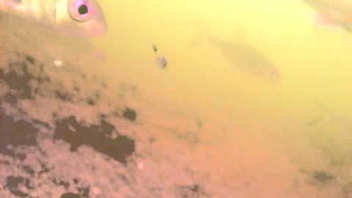 Видео Зимняя подводная рыбалка на Деме Давлеканово на webcam