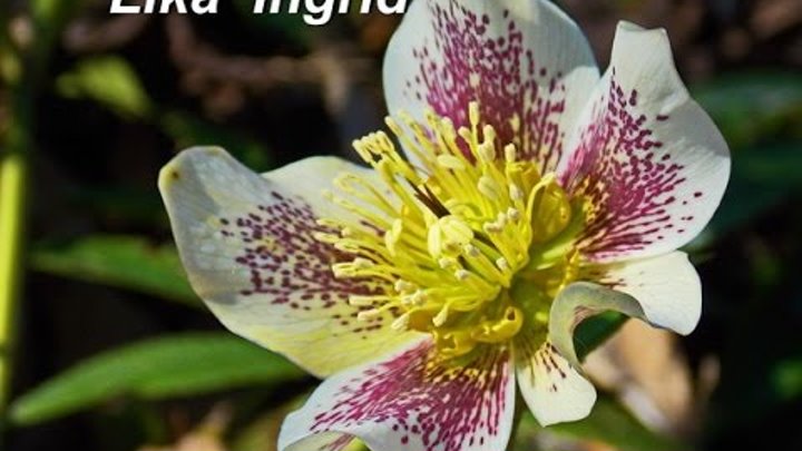 Spring Waltz of Flowers / Весенний вальс цветов