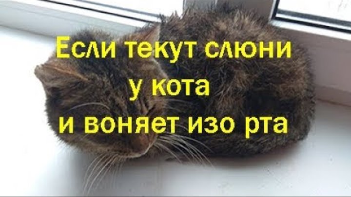 Кот воняет тухлятиной