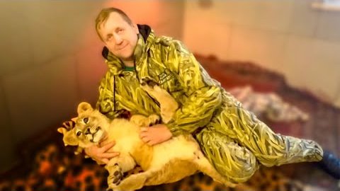 домашний львенок. львенок асада последние. домашние львята. львенок в доме. дяденька который ухаживает за львами в зоопарке тайган.