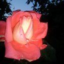 Роза Огненная