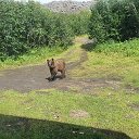 Владимир Апальков