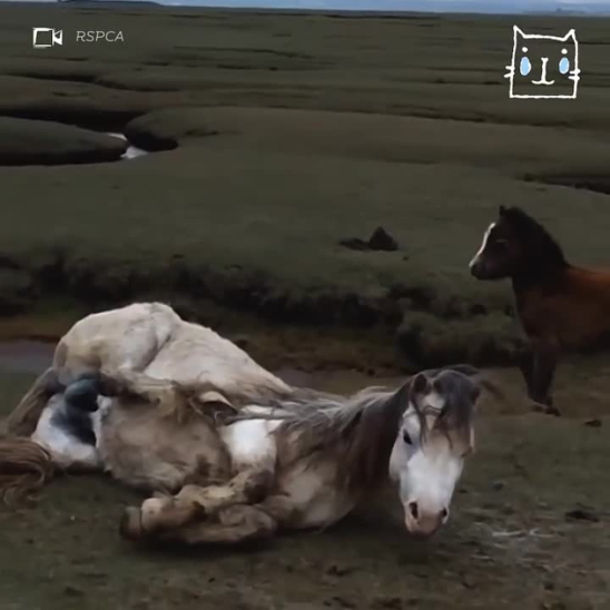 Лошадь сломала ногу на скачках. Аквариум "лошадь белая". Лошади эстетика. Конь короткометражка. Белая лошадь.