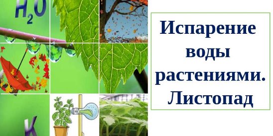 Тест испарение воды листопад. Испарение воды растениями листопад 6 класс. Испарение воды растениями листопад 6 класс презентация. Испарение воды растениями листопад таблица. Краткий пересказ испарение воды растениями листопад.