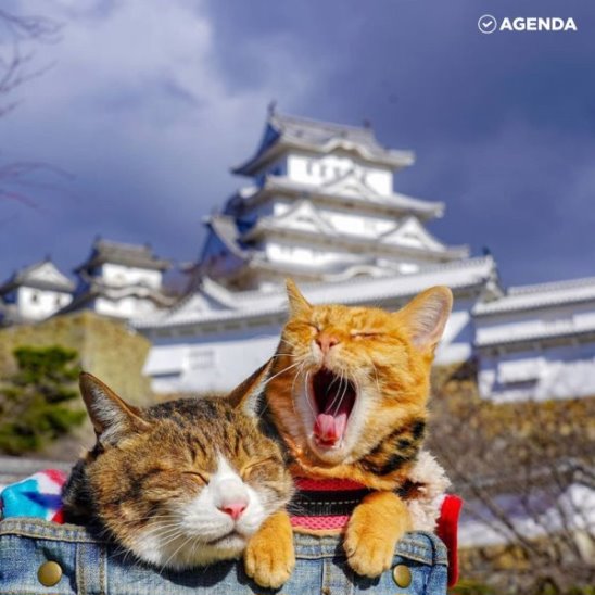 Кошки-путешественницы покоряют мир