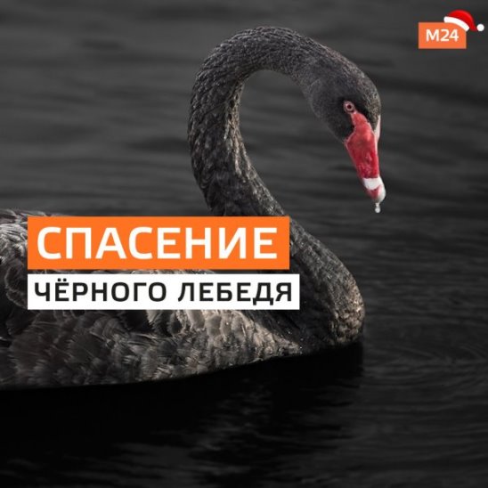 Чёрного лебедя спасли в Москве