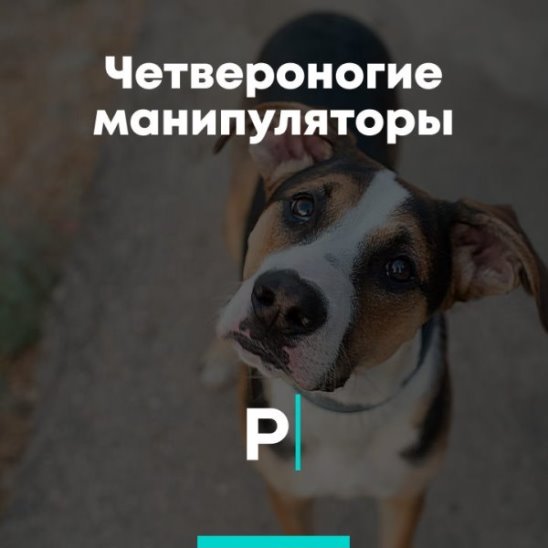 Четвероногие манипуляторы смотреть онлайн Четвероногие манипуляторы