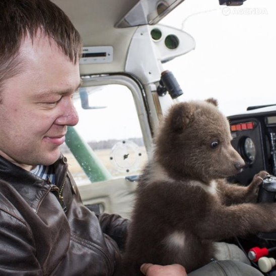 Как лётчики усыновили медведя