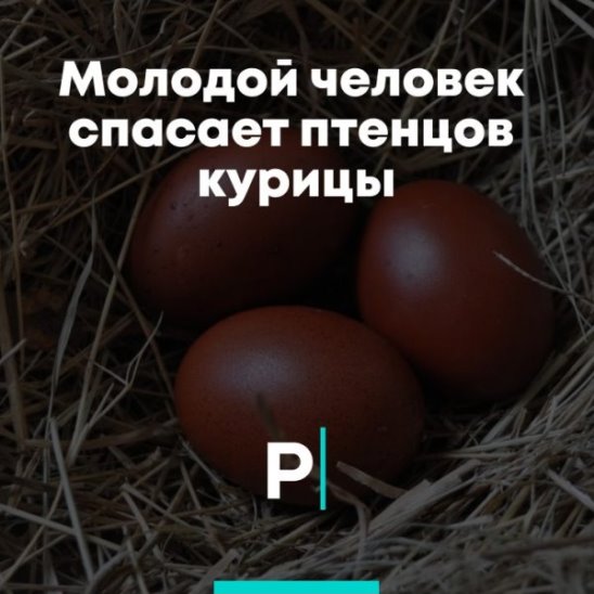 Молодой человек из Нидерландов спасает цыплят смотреть онлайн Молодой человек из Нидерландов спасает цыплят