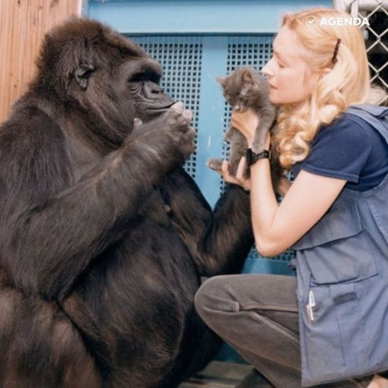 Умерла горилла, которая могла говорить с людьми, выражать свои эмоции и отличать настоящее от прошлого