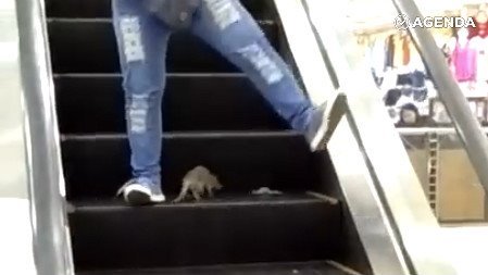 Крыса атакует людей на эскалаторе