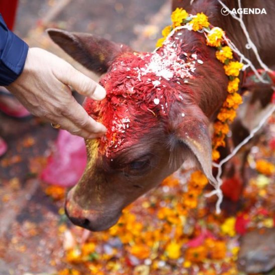 Житель Непала спасает бездомных коров