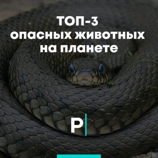ТОП-3 опасных животных на планете смотреть онлайн ТОП-3 опасных животных на планете