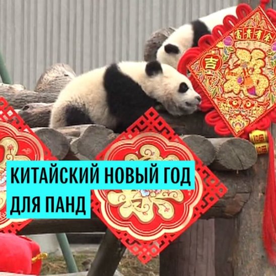 Китайский Новый год для панд