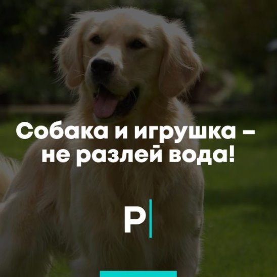 Собака и игрушка — не разлей вода! смотреть онлайн Собака и игрушка — не разлей вода!