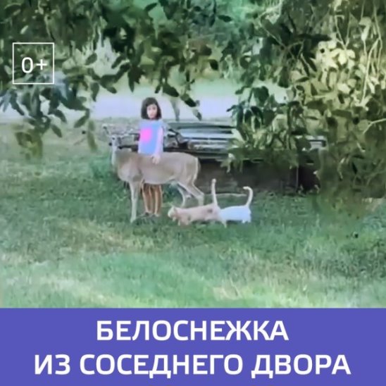 Принцесса Диснея в реальности: в США девочка общается с животными, как Белоснежка — Москва 24