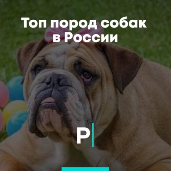 Топ пород собак в России смотреть онлайн Топ пород собак в России