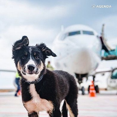 Милый щенок Алиса стала талисманом симферопольского аэропорта