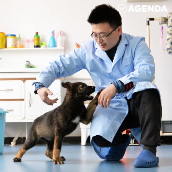 В Китае клонировали лучшую полицейскую собаку