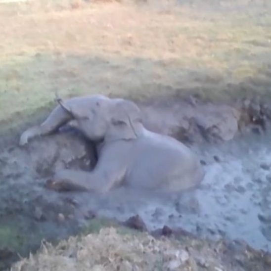 Спасение слоненка в Индии