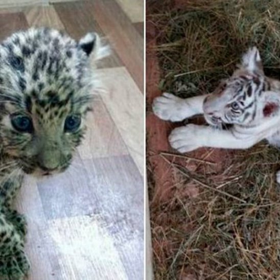 Двух леопардов и тигрёнка пытались вывести из России
