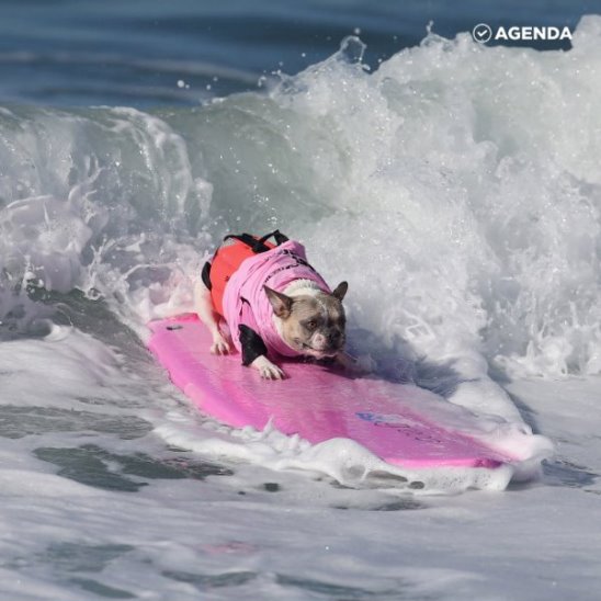 В Тихом океане состоялся весёлый чемпионат по собачьему серфингу