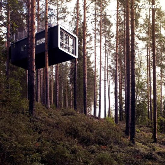 Отель на деревьях