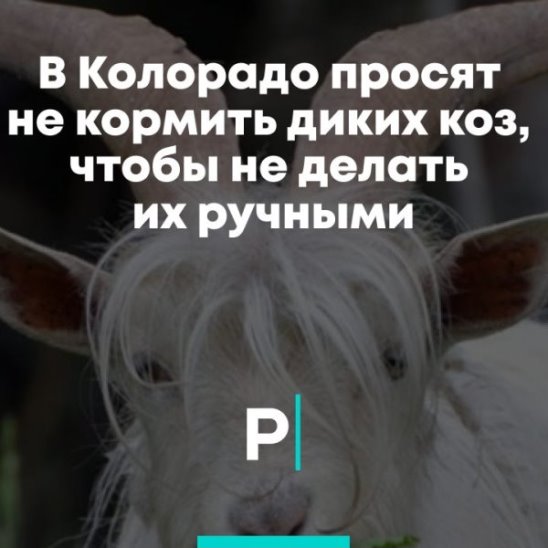В Колорадо просят не кормить диких коз, чтобы не делать их ручными смотреть онлайн В Колорадо просят не кормить диких коз, чтобы не делать их ручными